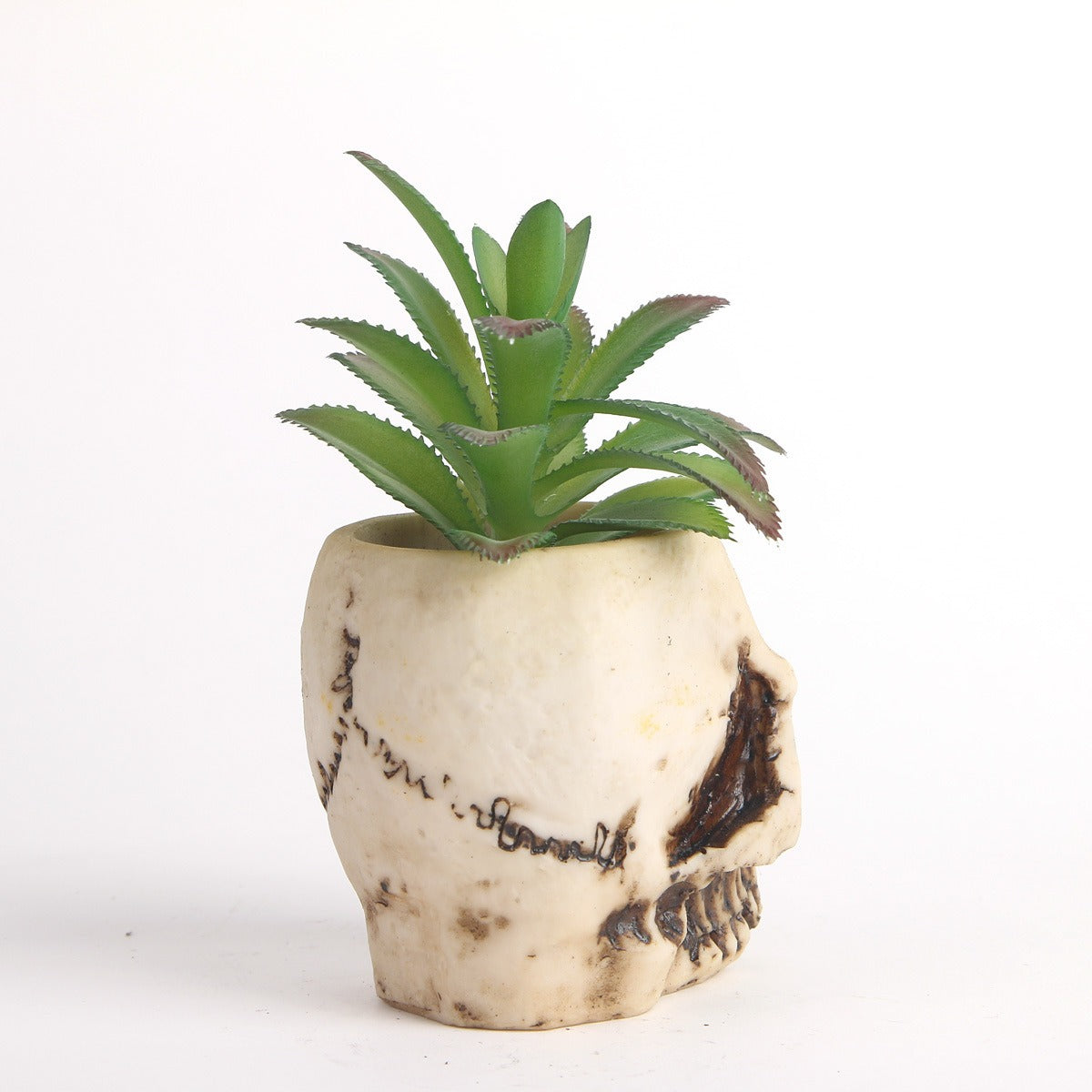 Succulent skull head bonsai resin skull head ornament