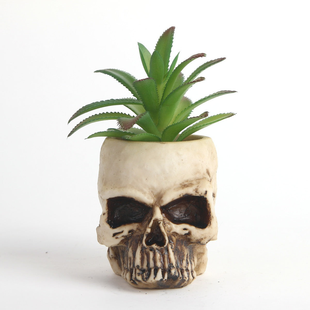 Succulent skull head bonsai resin skull head ornament