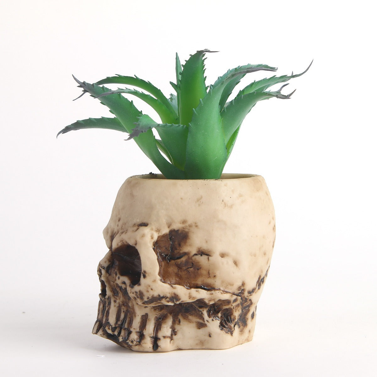 Succulent skull head bonsai resin skull head ornament