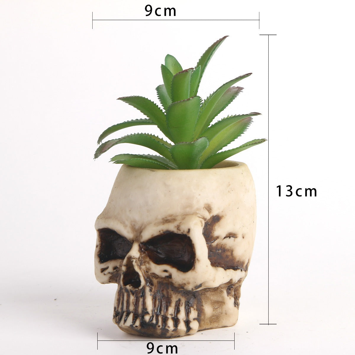 Succulent skull head bonsai resin skull head ornament