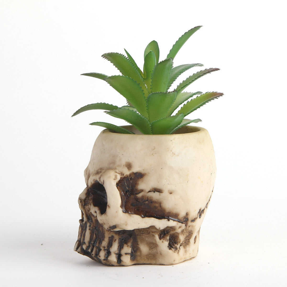 Succulent skull head bonsai resin skull head ornament
